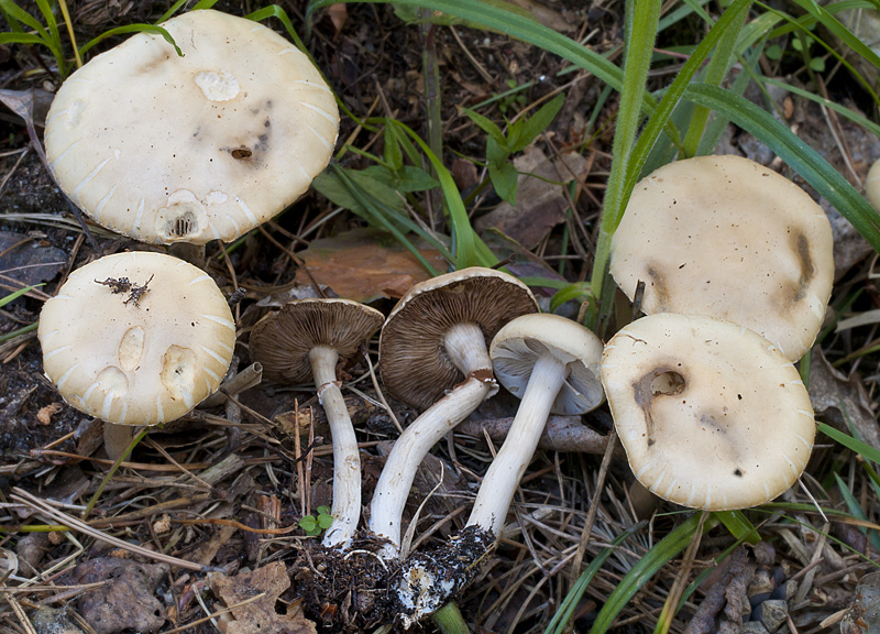 Agrocybe praecox